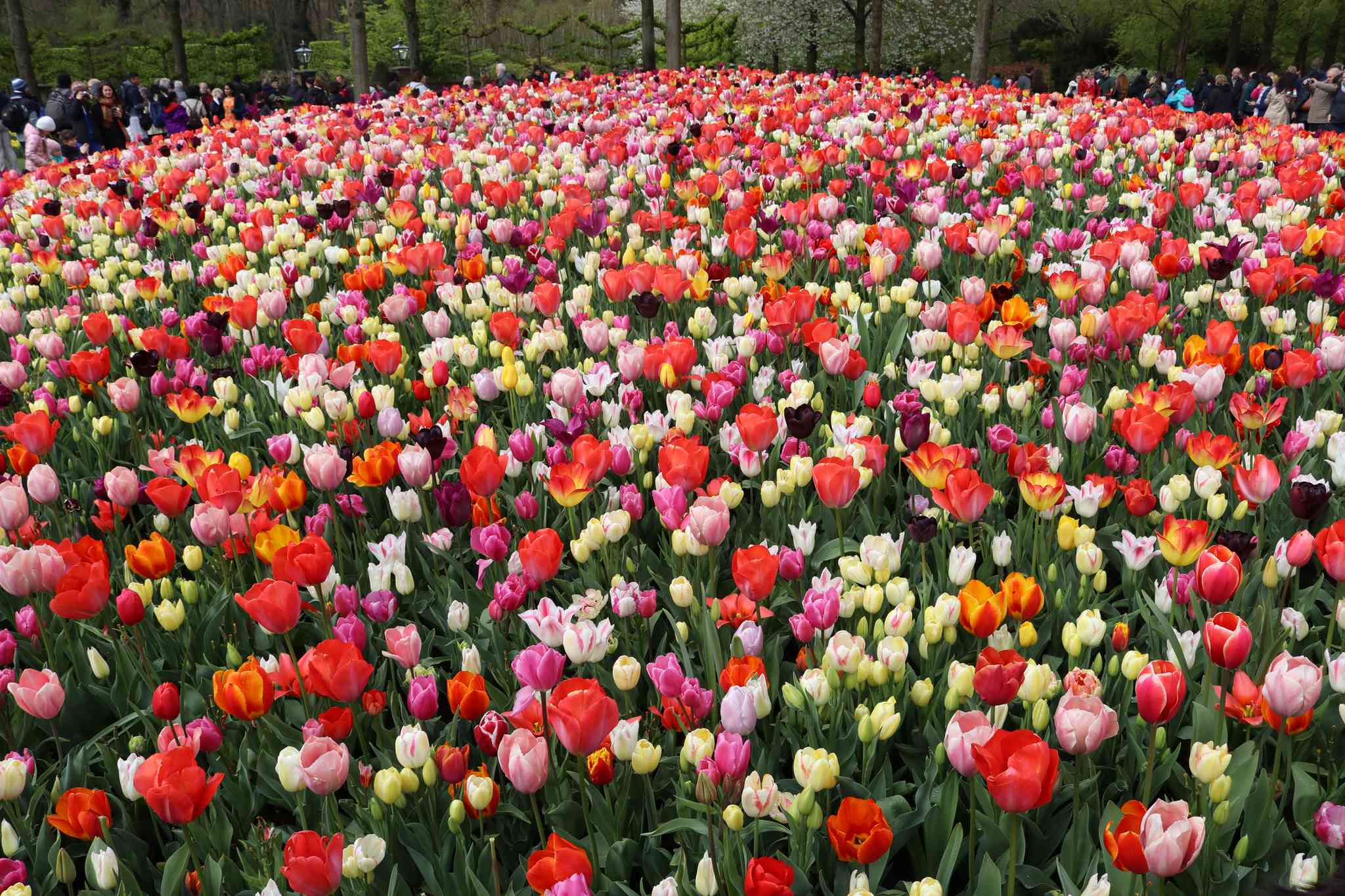 Pole kwiatów w Keukenhof