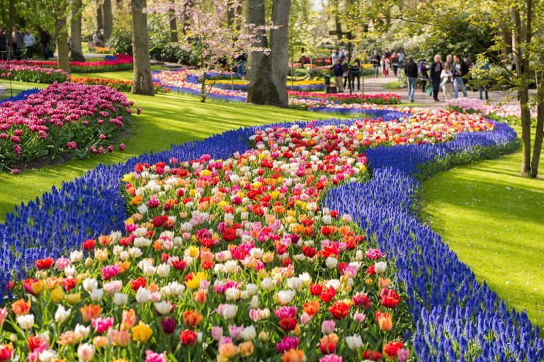 Tulipany w Holandii